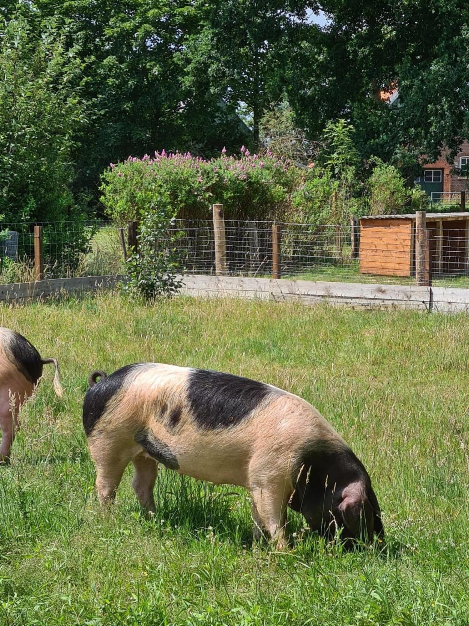 Naturhof Buschwiesen - Wohnung Lama Wilsum Exterior foto